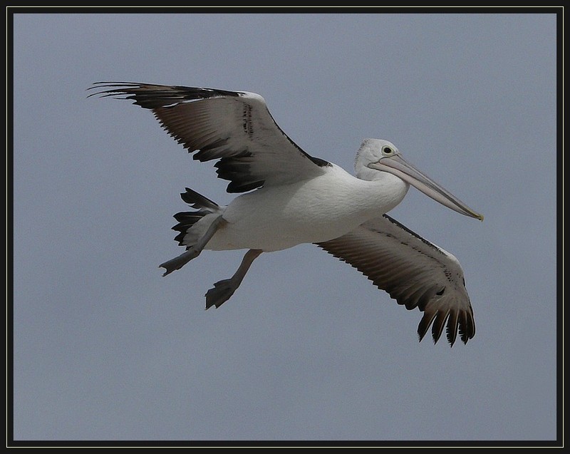 Australian pelican flight 2; DISPLAY FULL IMAGE.