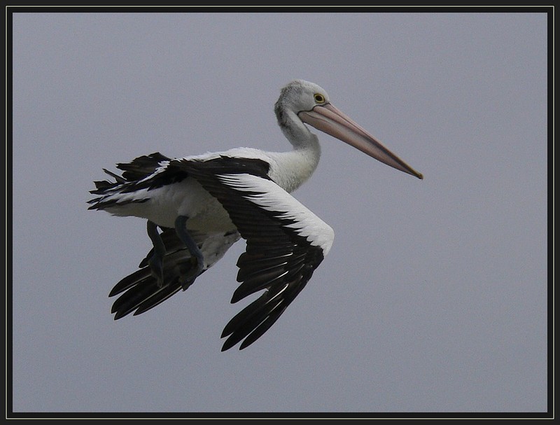 Australian pelican flight 3; DISPLAY FULL IMAGE.