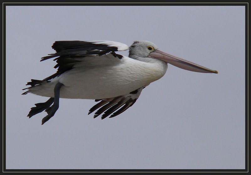 Australian pelican flight 4; DISPLAY FULL IMAGE.