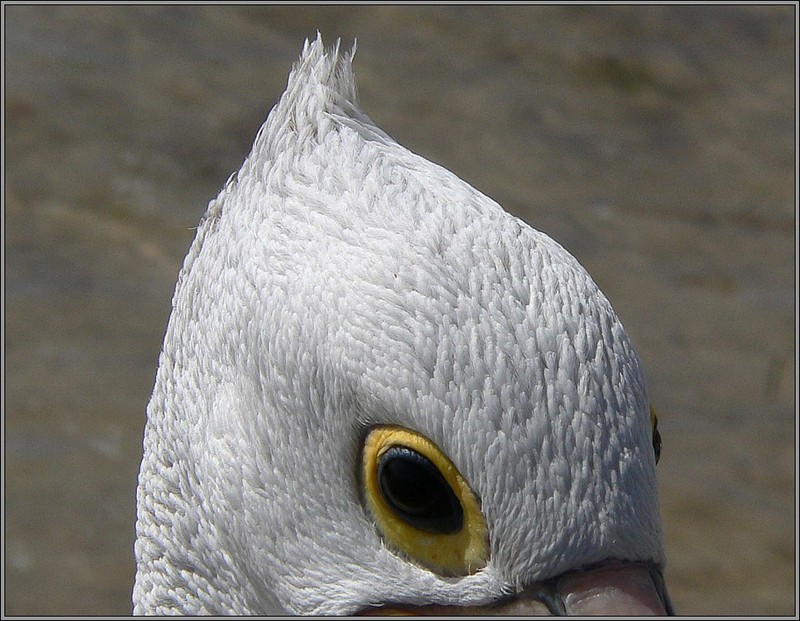 Australian pelican do; DISPLAY FULL IMAGE.