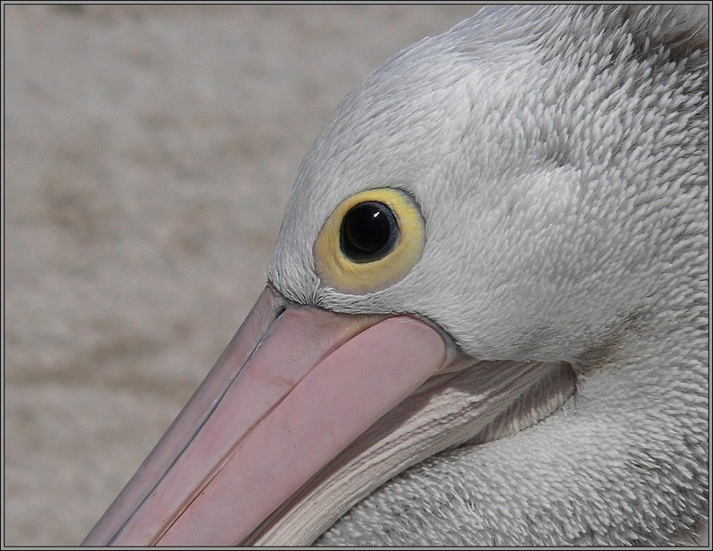 Australian pelican mugshot; DISPLAY FULL IMAGE.