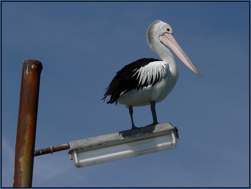 Australian pelican pole; DISPLAY FULL IMAGE.