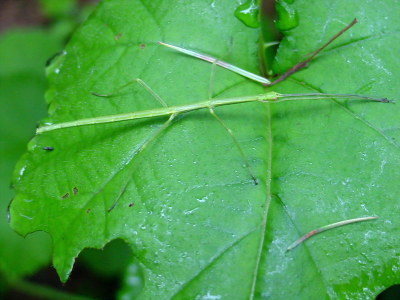 Baculum elongatum (Korean Walking-Stick) {!--대벌레-->; DISPLAY FULL IMAGE.