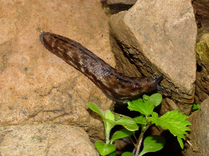 An Alpine Slug - Meghimatium fruhstorferi (probably); DISPLAY FULL IMAGE.