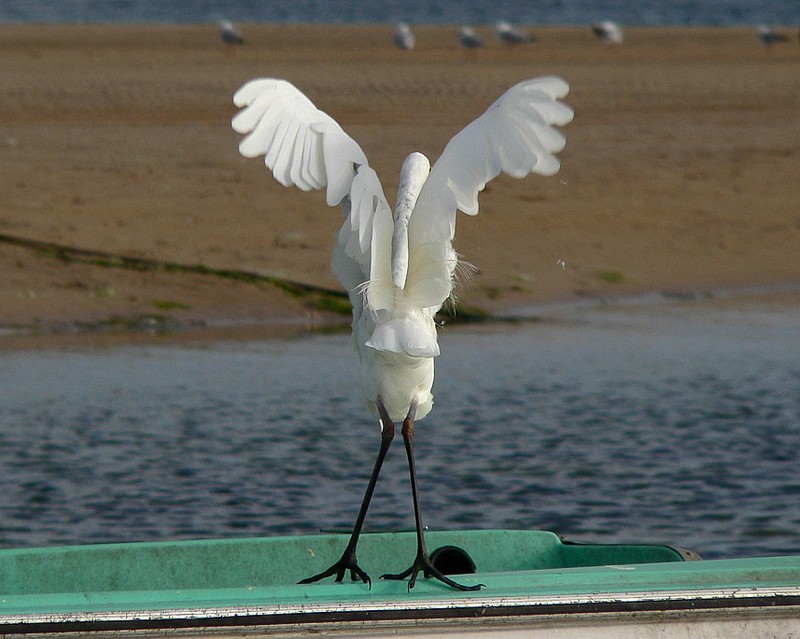 Great Egret (Ardea alba modesta) 3; DISPLAY FULL IMAGE.