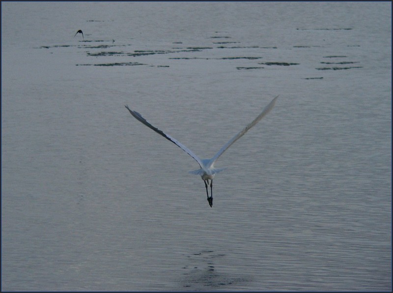 Great Egret (Ardea alba modesta) 4; DISPLAY FULL IMAGE.