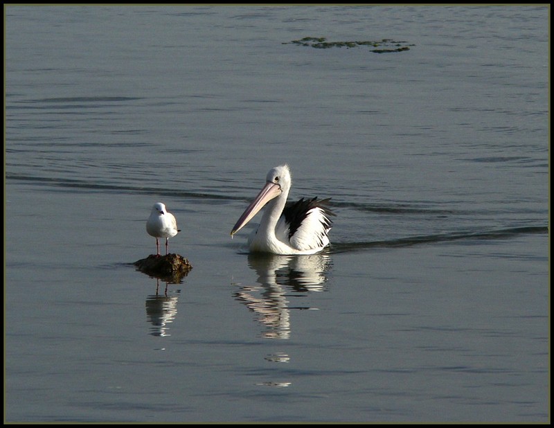 Australian pelican and gull; DISPLAY FULL IMAGE.