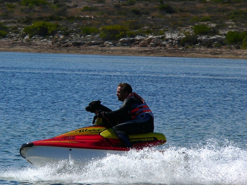 dog at beach 1; DISPLAY FULL IMAGE.