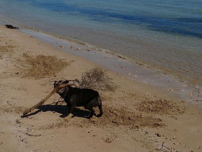 dog at beach 2; DISPLAY FULL IMAGE.