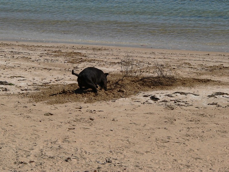dog at beach 3; DISPLAY FULL IMAGE.