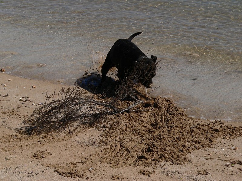dog at beach 4; DISPLAY FULL IMAGE.