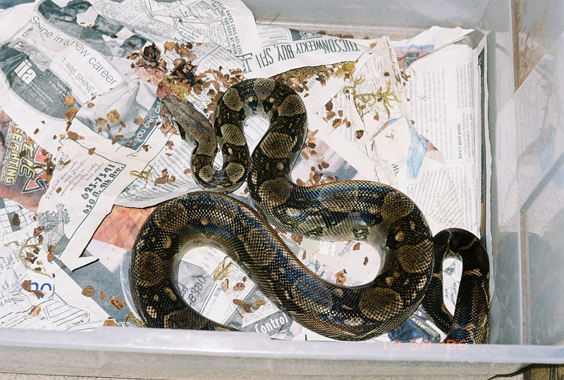 Central American Boa Constrictor; DISPLAY FULL IMAGE.