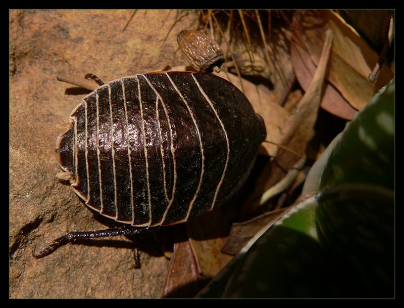 Bush cockroach 2; DISPLAY FULL IMAGE.