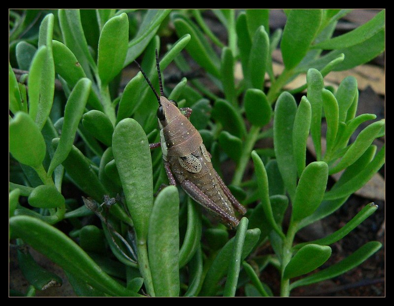 cute grasshopper; DISPLAY FULL IMAGE.