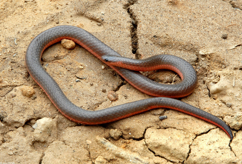 Eastern Worm Snake (Carphophis amoenus amoenus)009; DISPLAY FULL IMAGE.