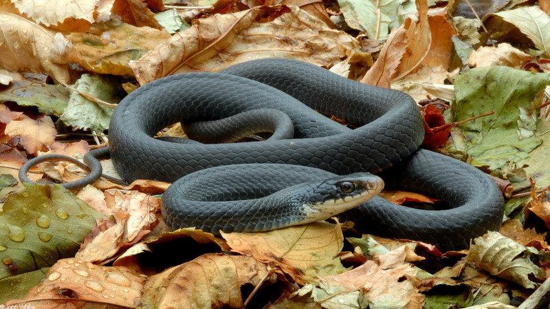 Northern Black Racer(Coluber constrictor constrictor)026; DISPLAY FULL IMAGE.