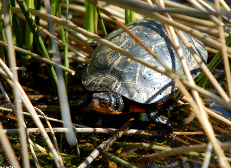 Spotted Turtle (Clemmys guttata)101; DISPLAY FULL IMAGE.