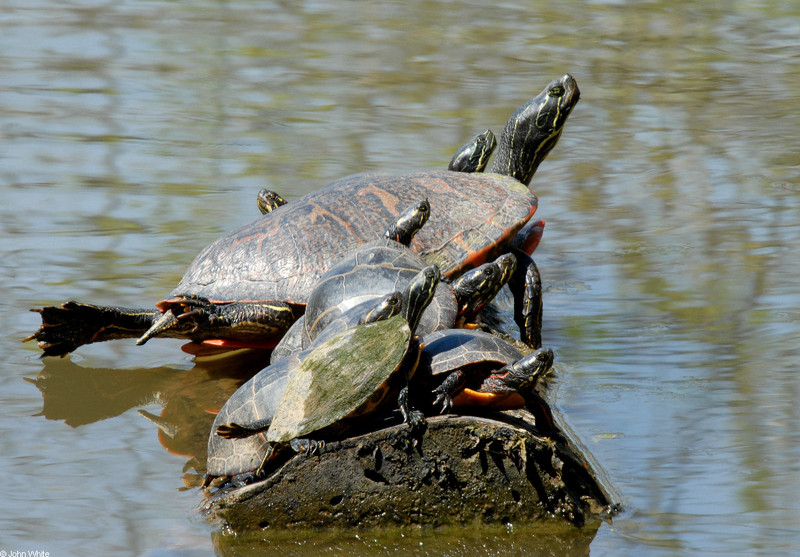 turtle log 2; DISPLAY FULL IMAGE.