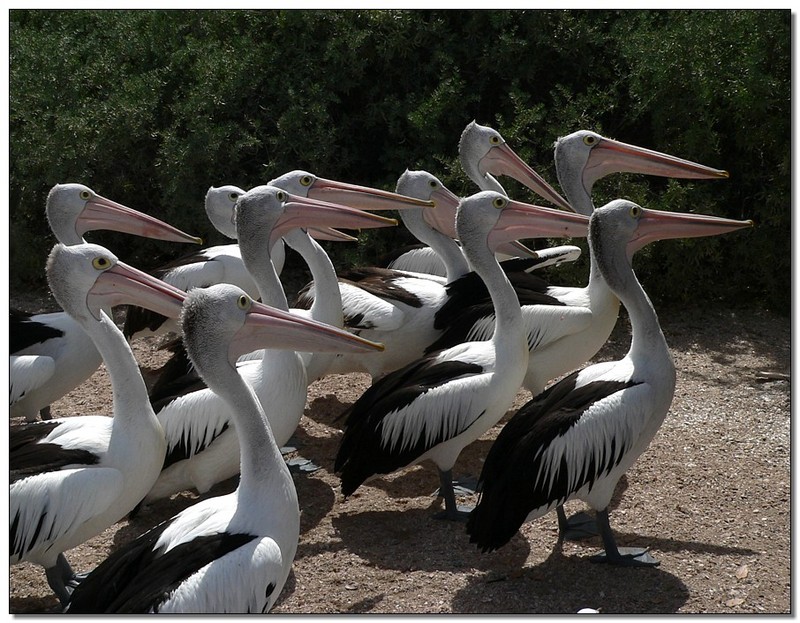 school of pelicans 1 (Australian pelicans); DISPLAY FULL IMAGE.
