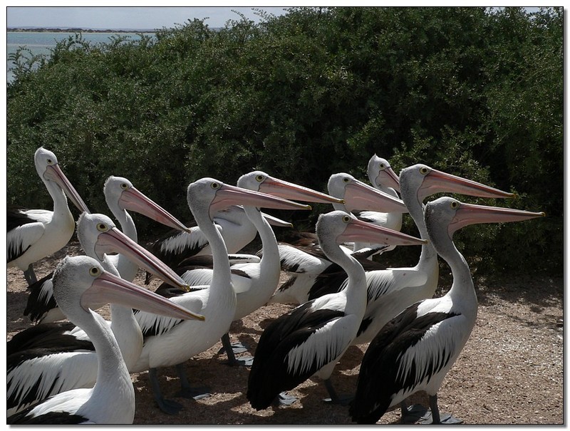 school of pelicans 2 (Australian pelicans); DISPLAY FULL IMAGE.