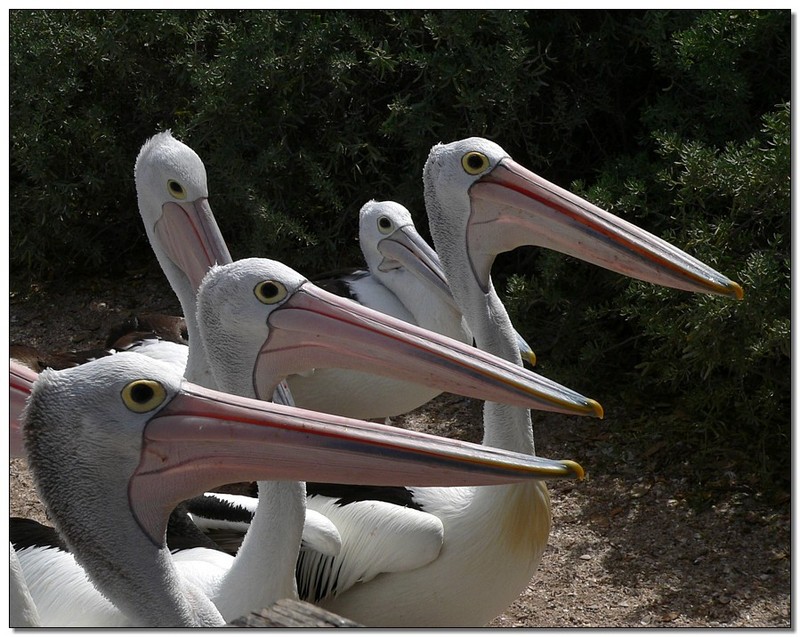 school of pelicans 3 (Australian pelicans); DISPLAY FULL IMAGE.