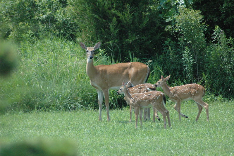 Fawn Triplets; DISPLAY FULL IMAGE.