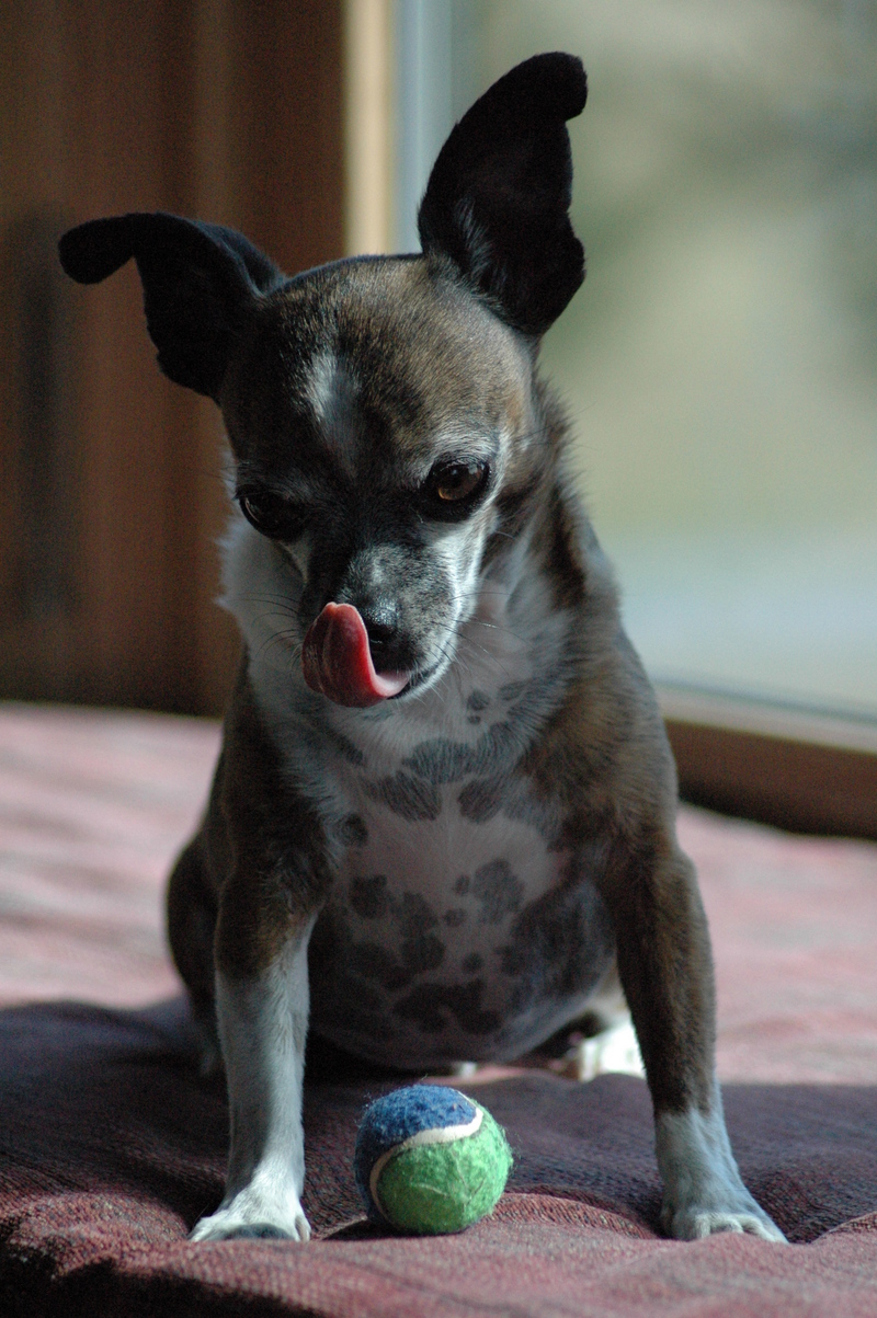 Goliath (Chihuahua); DISPLAY FULL IMAGE.