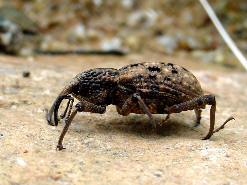 Sipalinus gigas (Korean Giant Weevil) {!--왕바구미-->; DISPLAY FULL IMAGE.