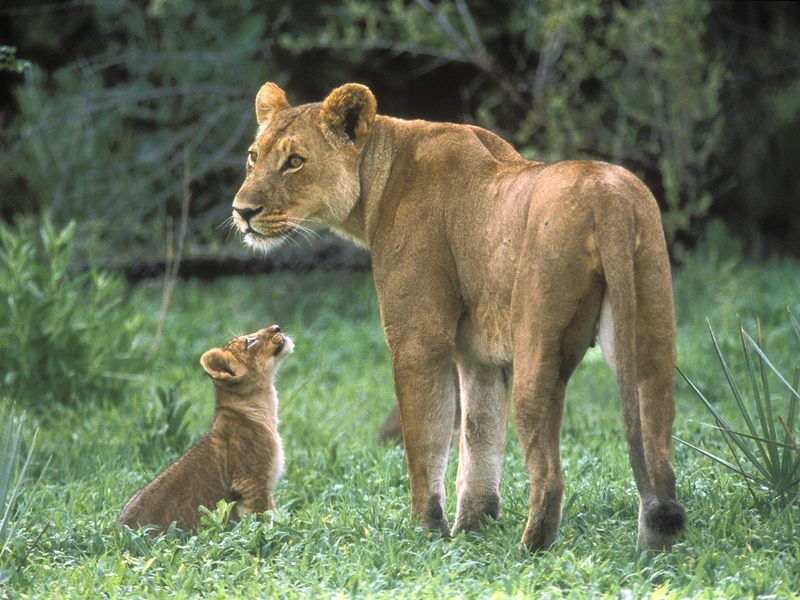 African Lion Mother with Cub Moremi Game Reserve, Okavango Delta, Botswana; DISPLAY FULL IMAGE.