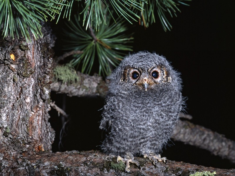 Baby Owl; DISPLAY FULL IMAGE.