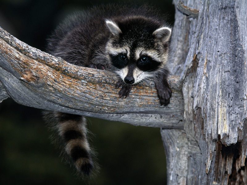Baby Raccoon; DISPLAY FULL IMAGE.