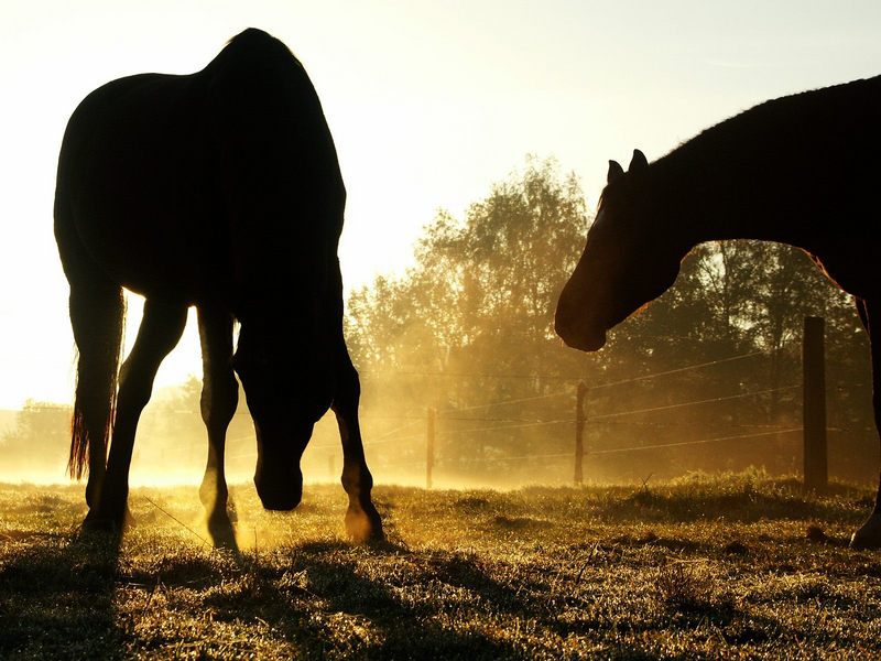 Backlit Horses, Duesseldorf, Germany; DISPLAY FULL IMAGE.