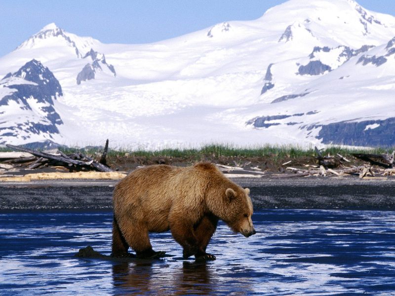 Brown Bear; DISPLAY FULL IMAGE.