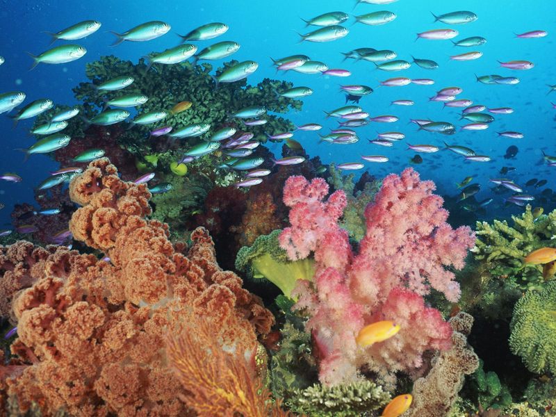 Coral Landscape With Soft Corals and Fish, Fiji; DISPLAY FULL IMAGE.