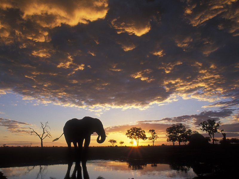 Elephant Silhouetted at Sunset, Chobe National Park, Botswana; DISPLAY FULL IMAGE.