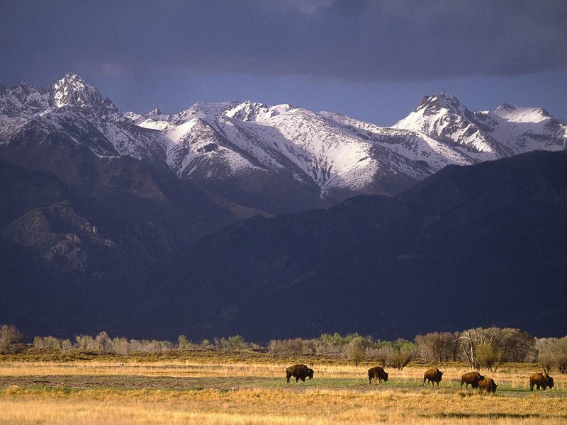 Grazing Bison, Sangre de Cristo Range, Colorado, USA; DISPLAY FULL IMAGE.