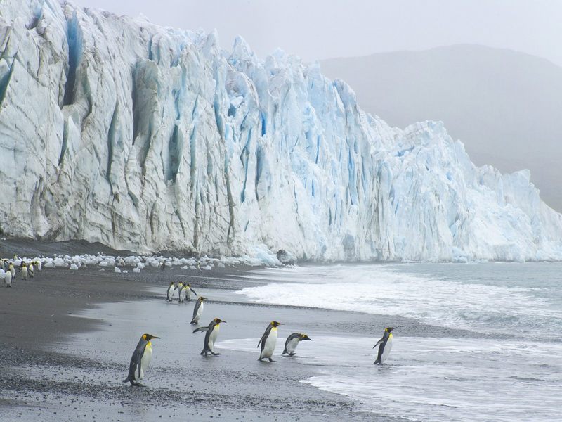 King Penguins at the Foot of Fortuna Glacier Cumberland Sound, South Georgia Island; DISPLAY FULL IMAGE.