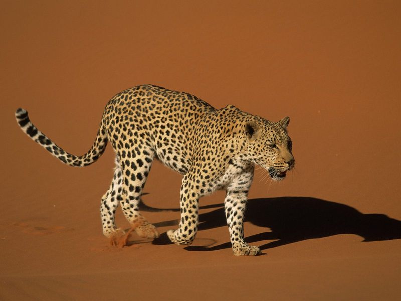 Leopard Walking Over Sand, Naukluft National Park, Namibia; DISPLAY FULL IMAGE.