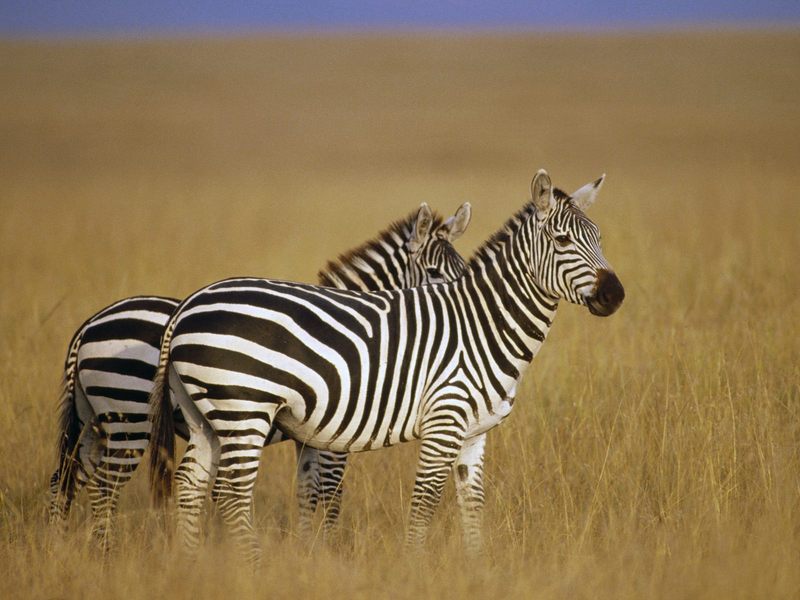 Pair of Burchell's Zebra on the Savannah, Masai Mara Reserve, Kenya; DISPLAY FULL IMAGE.