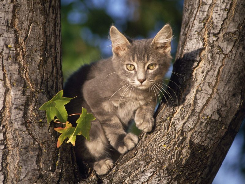 Perched Gray Domestic Shorthair; DISPLAY FULL IMAGE.
