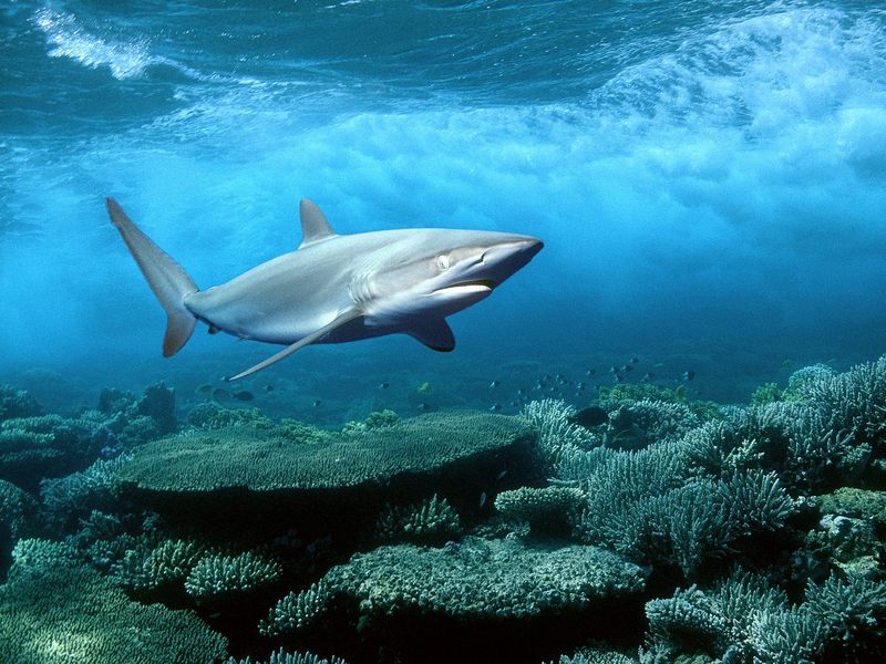 Silky Shark, sickle silk shark (Carcharhinus falciformis), Red Sea, Egypt; DISPLAY FULL IMAGE.