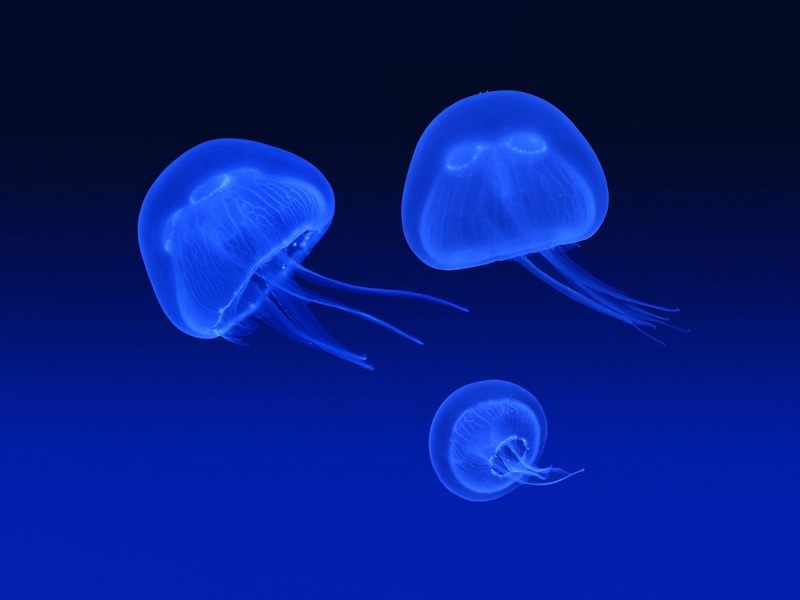 Floating Jellyfish; DISPLAY FULL IMAGE.