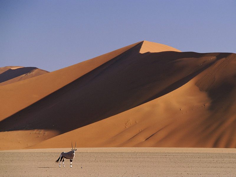 Gemsbok and Sand Dunes, SossusVlei, Namibia; DISPLAY FULL IMAGE.