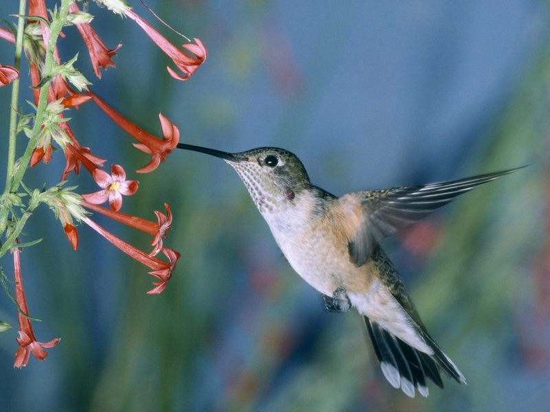 Hummingbird Feeding in Flight; DISPLAY FULL IMAGE.