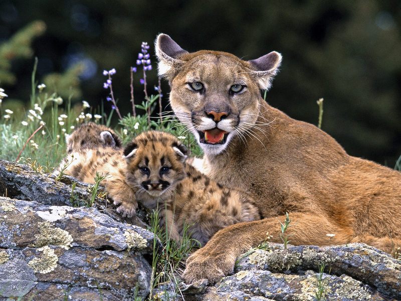 Mountain Lion With Cub; DISPLAY FULL IMAGE.