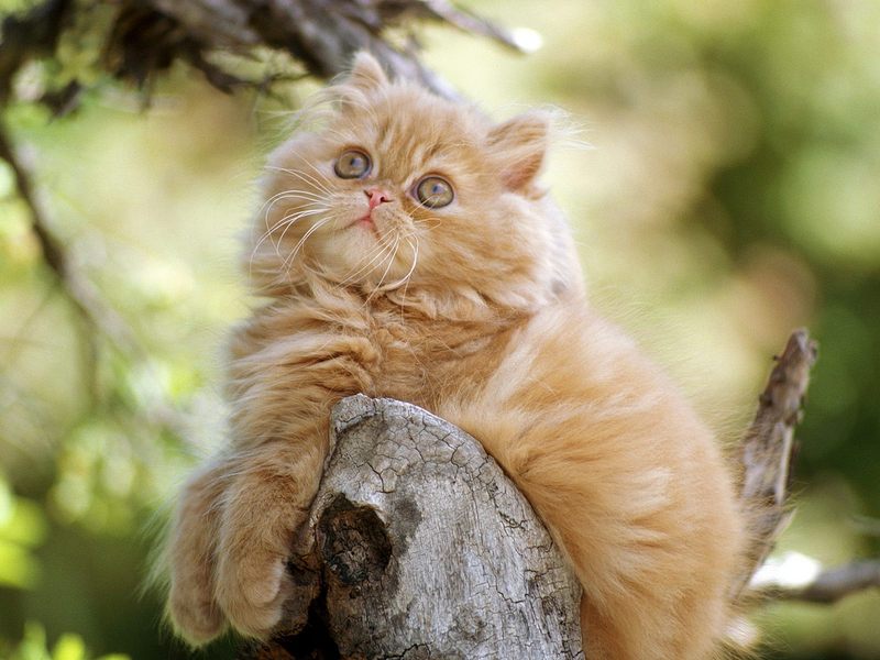 Orange Persian Kitten; DISPLAY FULL IMAGE.