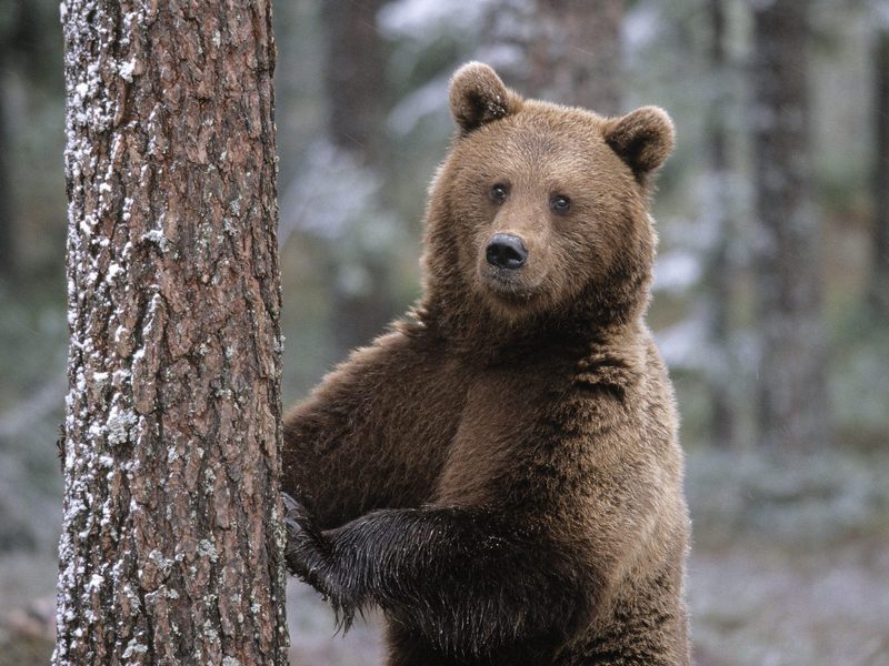 Portrait of a Brown Bear, Finland; DISPLAY FULL IMAGE.