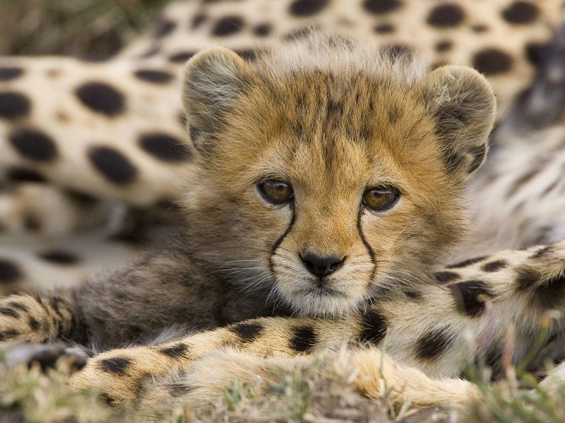 Portrait of a Cheetah Cub, Masai Mara Reserve, Kenya; DISPLAY FULL IMAGE.