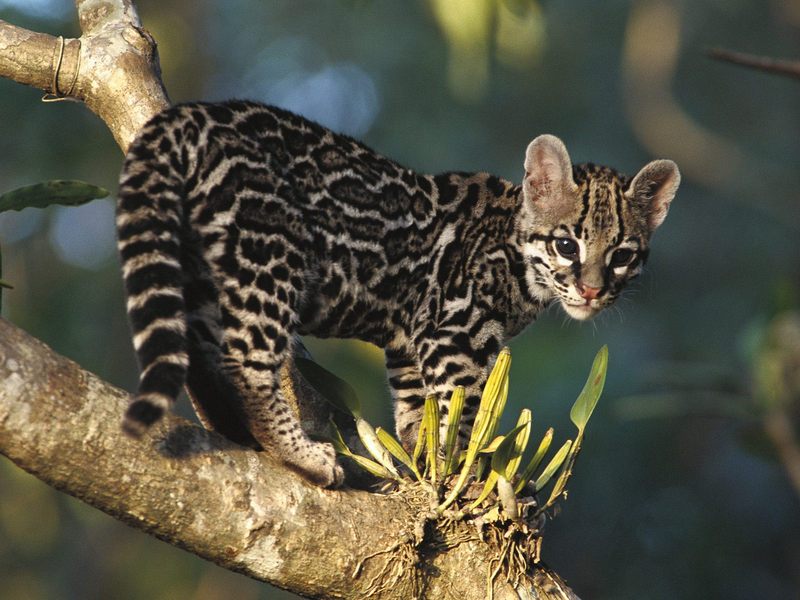 Portrait of a Wild Margay Kitten, Costa Rica; DISPLAY FULL IMAGE.
