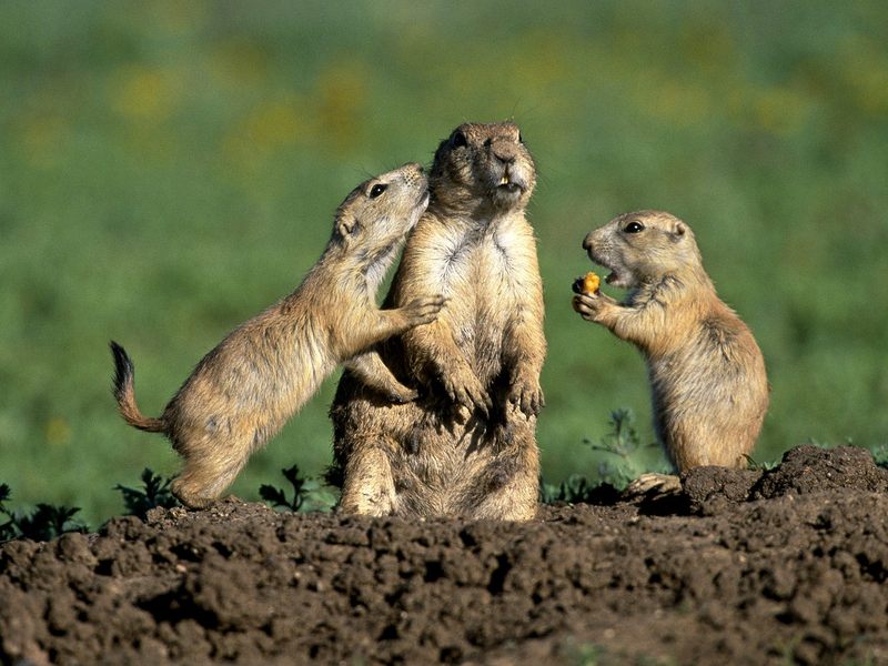 Prairie Dog Family; DISPLAY FULL IMAGE.